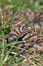 Galerie: Aspisviper
