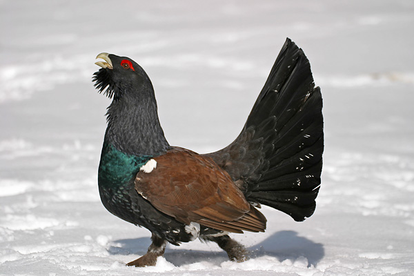 auerhahn_138_3884_web.jpg