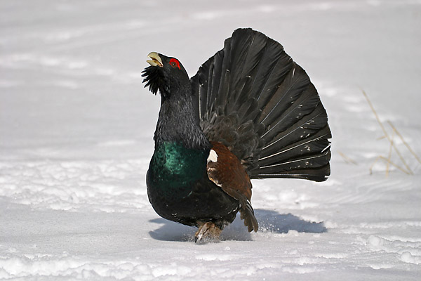 auerhahn_138_3885_web.jpg