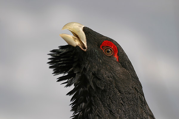 auerhahn_138_3893_web.jpg