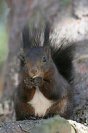 Galerie: Eichh&ouml;rnchen