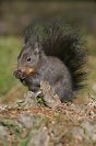 Galerie: Eichh&ouml;rnchen