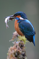 eisvogel_0027_web_dv.jpg
