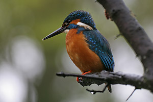 eisvogel_0091_web_dv.jpg