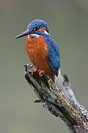 Galerie: Eisvogel