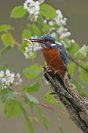 Galerie: Eisvogel