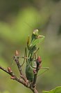 Galerie: Gottesanbeterin