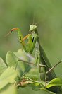 Galerie: Gottesanbeterin
