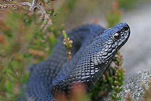 kreuzotter_sw_3883_web_dv.jpg