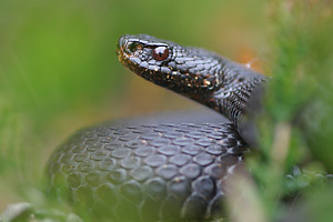 kreuzotter_sw_3947_web_dv.jpg