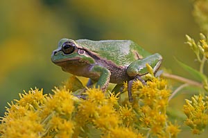 laubfrosch_8865_web_dv.jpg
