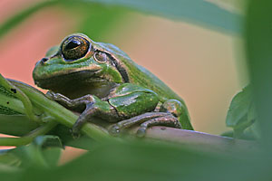 laubfrosch_8891_web_dv.jpg