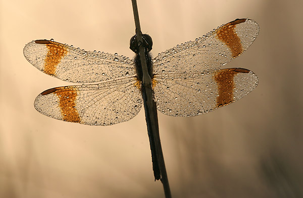 a01_0011_web.jpg