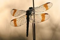 Galerie: Libellen