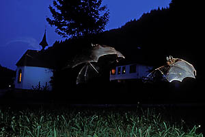 fledermaus_strobo_rankach_46_sc_web_dv.jpg