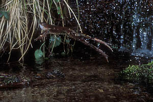 grasfroschsprung_6b_web_dv.jpg