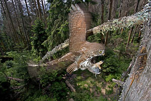 sperlingskauz_000_355_b_web_dv.jpg
