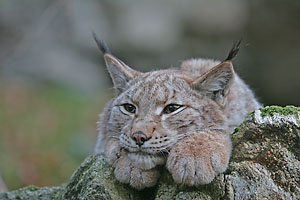 luchs_steinwp_1960_web_dv.jpg
