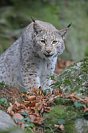 Galerie: Luchs