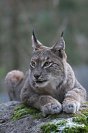 Galerie: Luchs