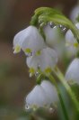 Galerie: Märzenbecher