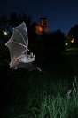 Galerie: Mausohr