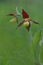 Galerie: Orchideen