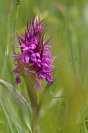 Galerie: Orchideen