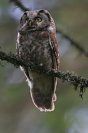 Galerie: Rauhfusskauz