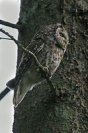 Galerie: Rauhfusskauz