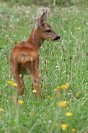 Galerie: Rehkitz