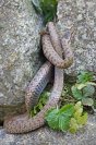 Galerie: Schlingnatter