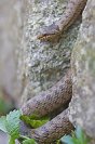 Galerie: Schlingnatter