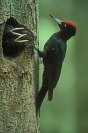 Galerie: Schwarzspecht