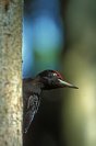 Galerie: Schwarzspecht