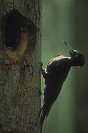 Galerie: Schwarzspecht