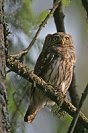 Galerie: Sperlingskauz