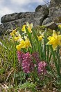 Galerie: Vogesen