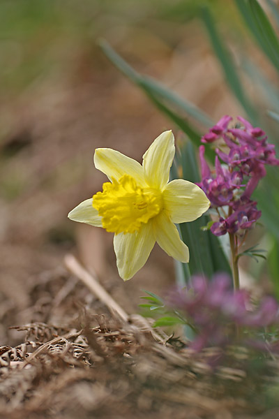 vogesen_0255_web.jpg