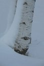 Galerie: Winter